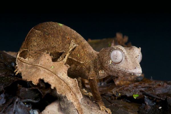 Маскировка животных в природе - Мшистый геккон с листовидным хвостом