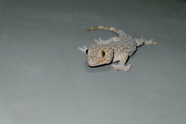 Милые ящерицы с фото и описанием - Обычный домашний геккон