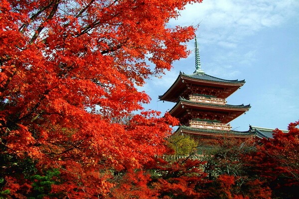Момидзи в храмах Японии