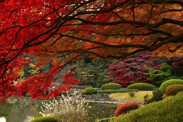 Сезон красных клёнов в Японии
