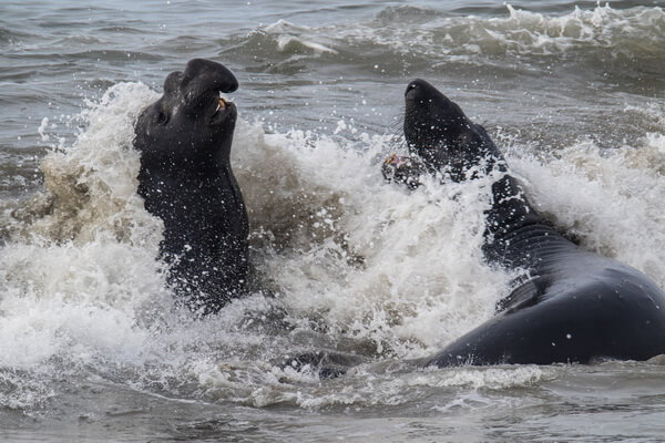 Природные враги и угрозы для морских слонов