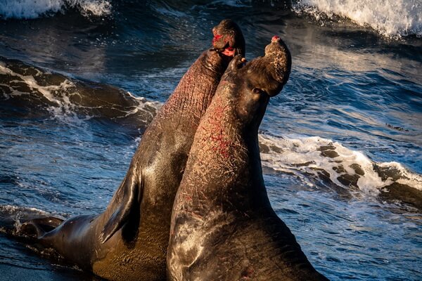 Брачные соревнования самцов морских слонов