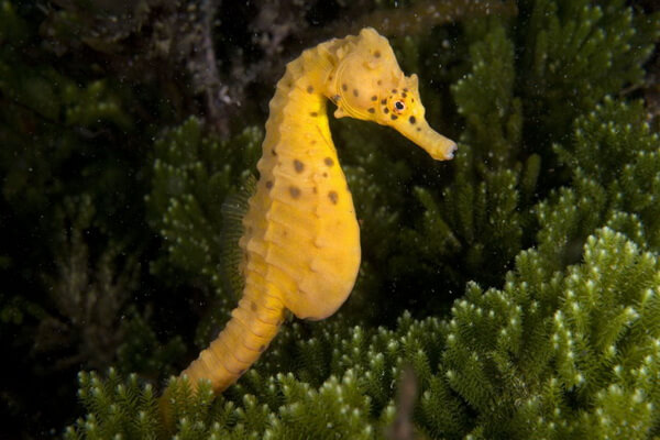 Виды морских коньков с фото и описанием - Пузатый морской конёк (Hippocampus abdominalis)
