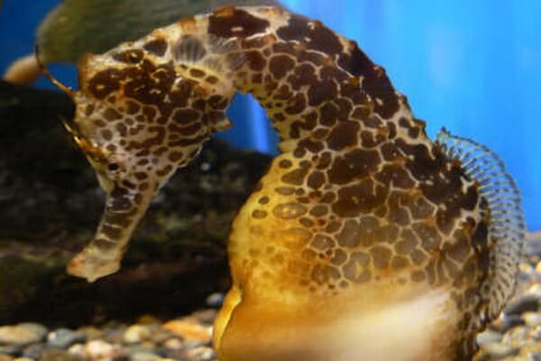 Виды морских коньков с фото и описанием - Жирафовый морской конёк (Hippocampus camelopardalis)