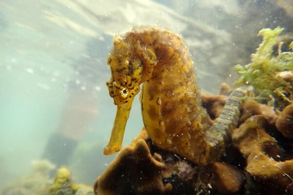 Виды морских коньков с фото и описанием - Морской конёк полосатохвостый (Hippocampus comes) или тигриный