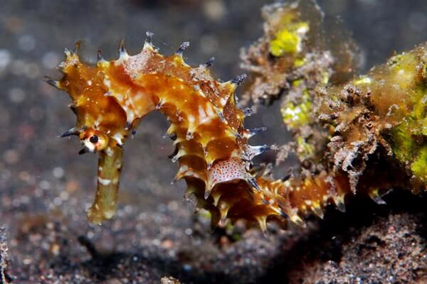 Виды морских коньков с фото и описанием - Колючий морской конёк (Hippocampus histrix)