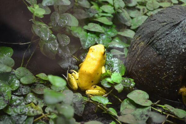 Самые опасные животные Амазонки - Ужасный листолаз