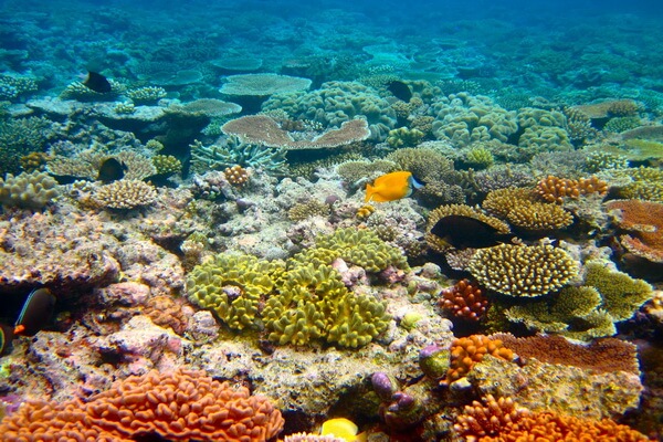 Природные достопримечательности Австралии - Большой Барьерный риф