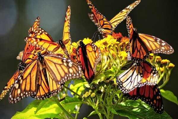 Природные достопримечательности Мексики с фото и описанием - Биосферный заповедник бабочки Монарх