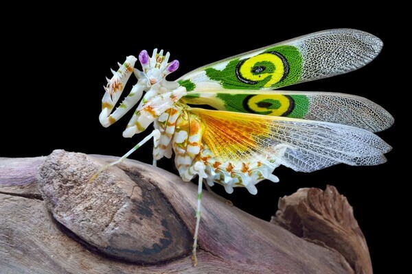 Необычные богомолы с фото и описанием - Восточноафриканский богомол (Pseudocreobotra wahlbergii)
