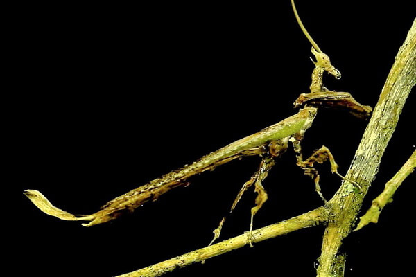 Необычные богомолы с фото и описанием - Богомол-дракон (Stenophylla cornigera)