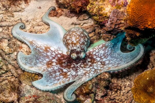 Самые красивые и необычные осьминоги с фото и описанием - Карибский рифовый осьминог