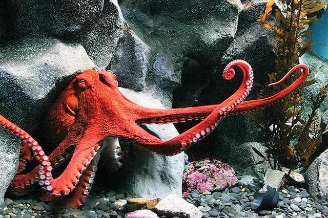 Самые красивые и необычные осьминоги - фото, названия, описание