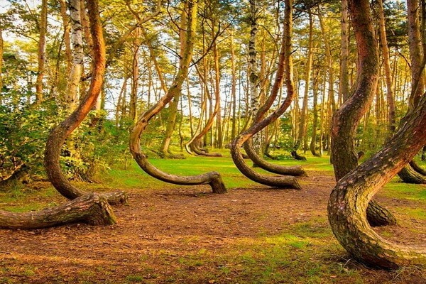 Невероятные места мира с фото - Кривой лес в Польше