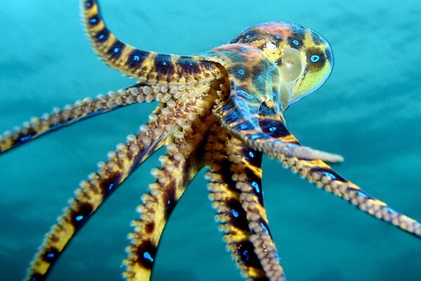 Самые опасные животные Австралии с фото, названиями, описанием - Синекольчатые осьминоги