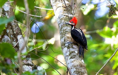 Панама - царство птиц-эндемиков