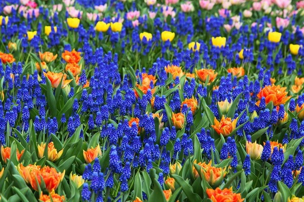 Цветочный парк Кёкенхоф в Нидерландах
