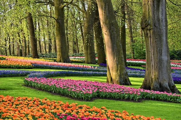 История появления парка Кёкенхоф в Нидерландах