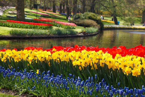 Парк Кёкенхоф в Нидерландах - интересные факты