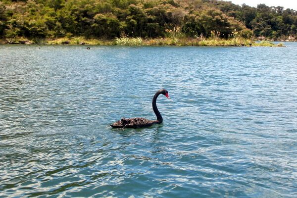 Лебеди на озере Ротомахана в Новой Зеландии