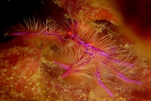 Розовые морские животные - Розовый приседающий омар 