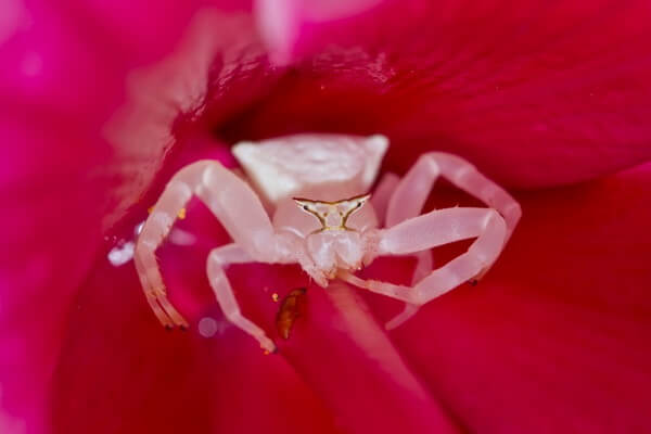 Животные розового цвета - Крабовый паук (паук-краб)