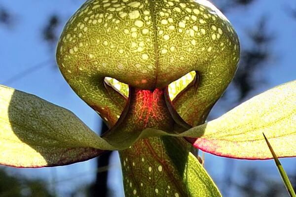 Плотоядные растения с фото и описанием - Дарлингтония калифорнийская