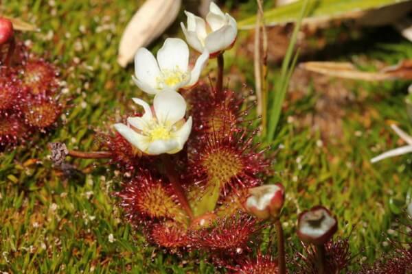 Плотоядные растения с фото и описанием - Росянка Drosera uniflora