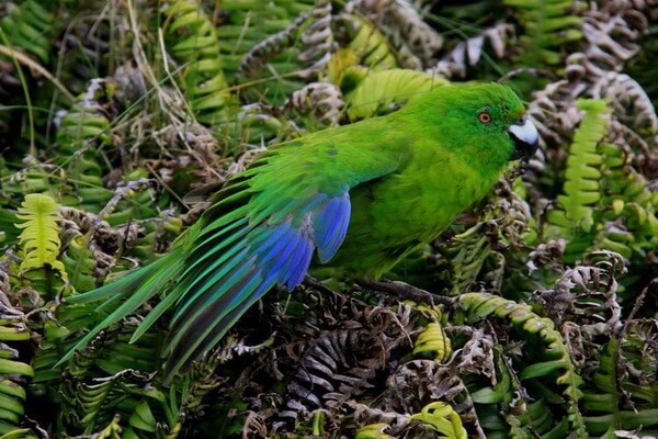 Попугаи Новой Зеландии с фото и описанием - Антиподов какарики или антиподский прыгающий попугай