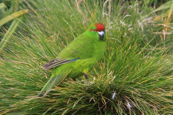 Попугаи Новой Зеландии с фото и описанием - Попугай Рейшека