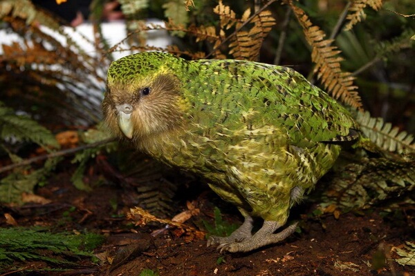 Попугаи Новой Зеландии с фото и описанием - Совиный попугай (какапо)