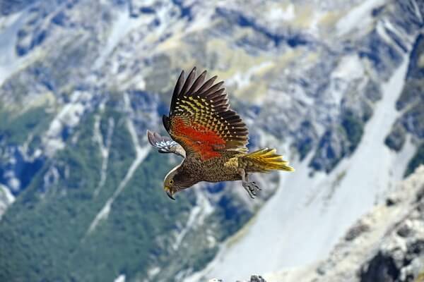 Попугаи Новой Зеландии - Кеа в полёте