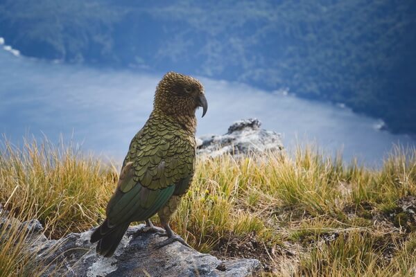 Попугаи Новой Зеландии с фото и описанием - Кеа