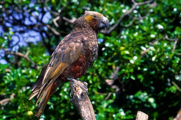Попугаи Новой Зеландии с фото и описанием - Нестор-кака