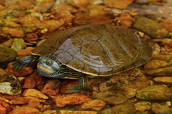 Виды пресноводных черепах с фото и описанием - Северная географическая (картографическая) черепаха