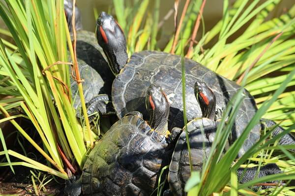 Виды пресноводных черепах с фото и описанием - Красноухая пресноводная черепаха
