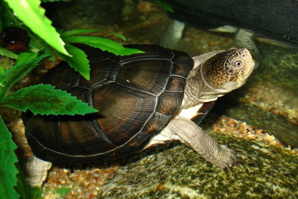 Виды пресноводных черепах с фото и описанием - Пеломедузовые черепахи