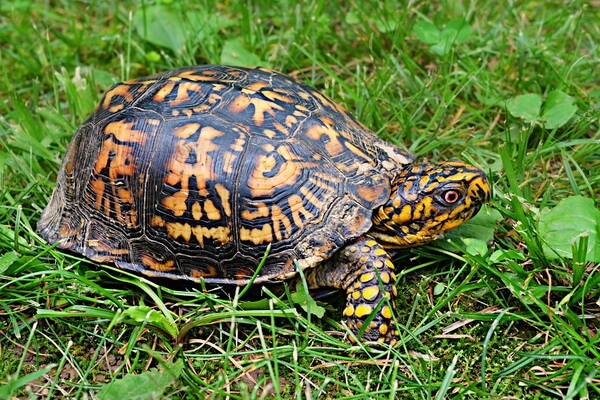 Виды пресноводных черепах с фото и описанием - Коробчатая черепаха