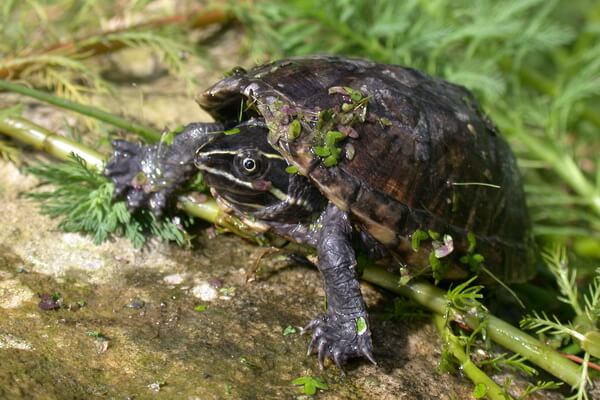 Виды пресноводных черепах с фото и описанием - Обыкновенная мускусная черепаха