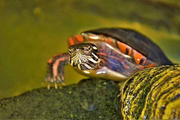 Виды пресноводных черепах с фото и описанием - Расписная или украшенная черепаха