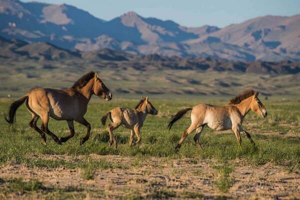 Природа Монголии с фото - Лошади Пржевальского в заповеднике Хустайн-Нуруу