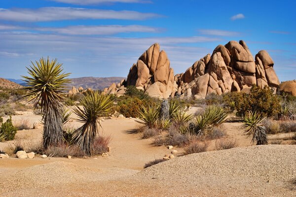 Природные достопримечательности пустыни - Пустынные растения