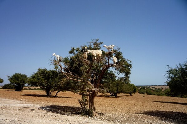 Природные феномены - Древолазные козы в Марокко