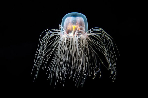 Прозрачные животные с фото и описанием - Прозрачная бессмертная медуза