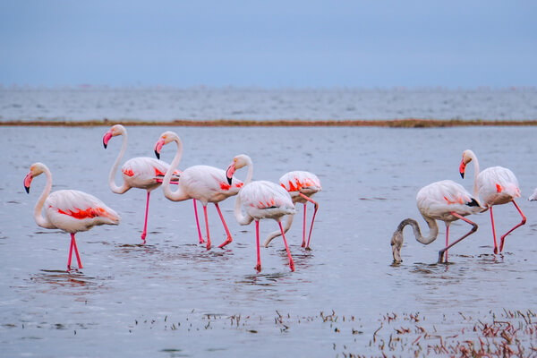 Научное определение и основные виды фламинго