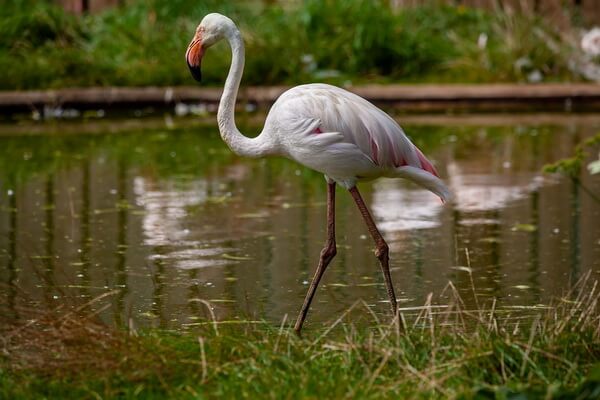 Длинные ноги фламинго