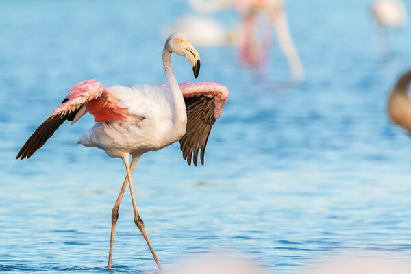Размножение фламинго 