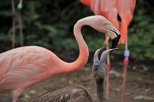 Как фламинго кормят своих птенцов