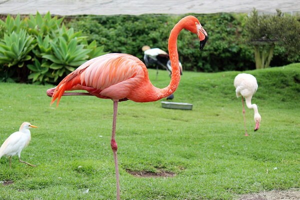 Птицы, стоящие на одной ноге - Красный фламинго