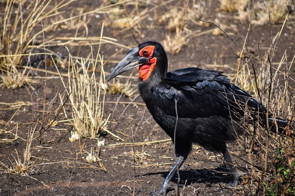 Африканские птицы с фото и описанием - Кафрский или южный рогатый ворон